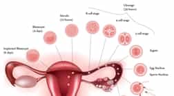 Ovulation: 20 Brilliant Things To Know About