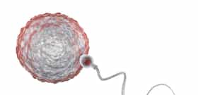 IVF: Own Oocytes & The Partner’s Sperm Cost in Czechia