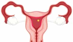 Menstrual Cycle, Ovulation & Fertility Window