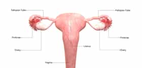 Female Reproductive System: Structure and Functions