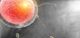 IVF with Egg and Sperm Donation Cost in Czechia, ProCrea Swiss IVF Center