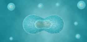 Embryo Implantation Process in Close Focus